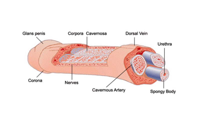 reasons for Erectile Dysfunction