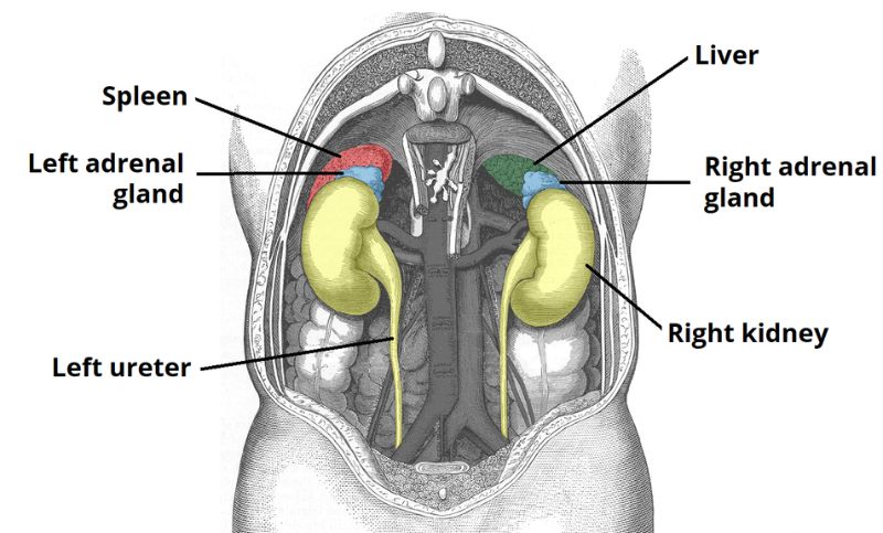 Kidneys diagram
