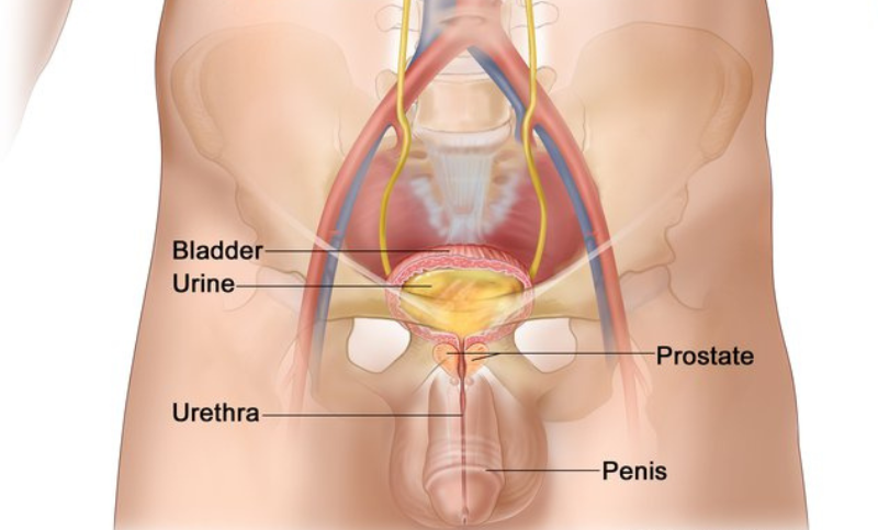 urinary