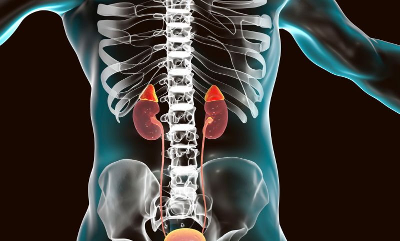 Understanding Adrenalectomy: A Comprehensive Guide to Surgical Removal of Adrenal Glands with Urology Specialist Dr. Mohan Arianayagam