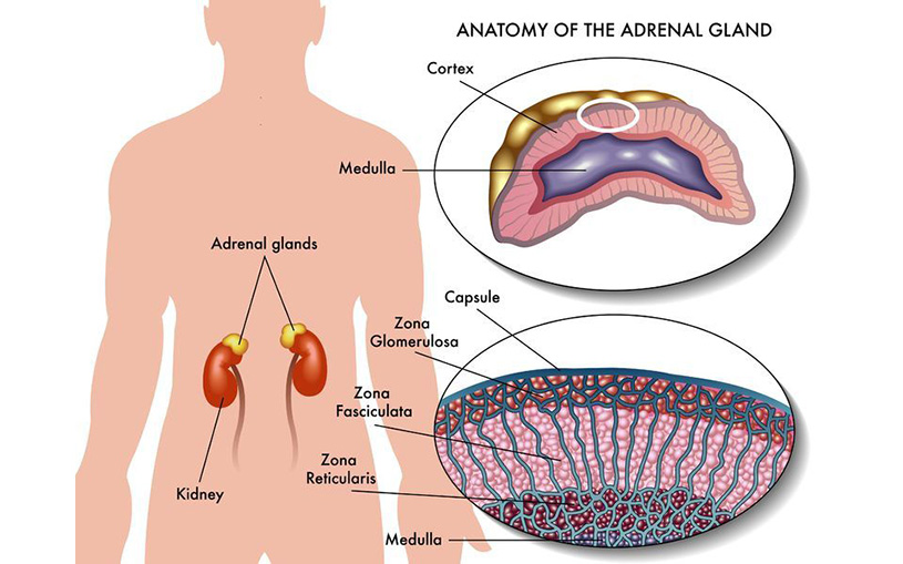 adrenalectomy
