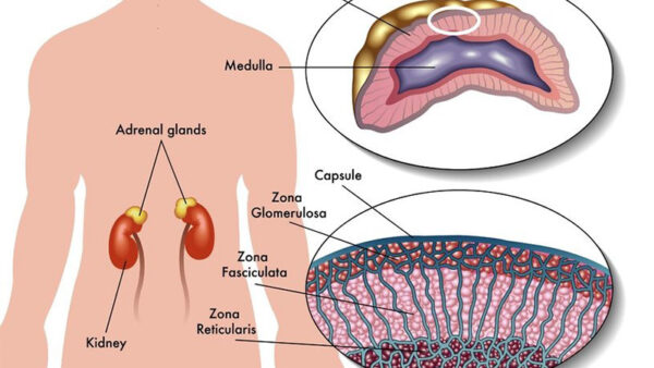 Adrenal Gland