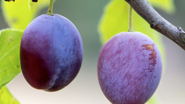 Testicular Cancer