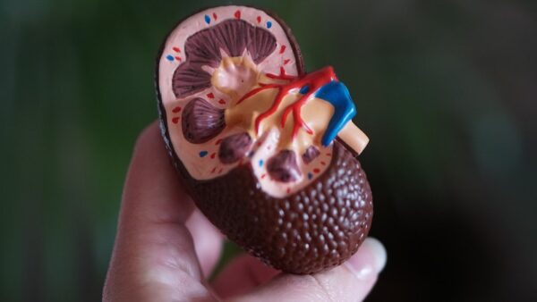 kidney health