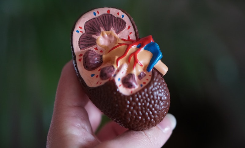 kidney health
