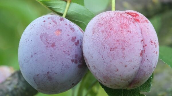 Testicular cancer