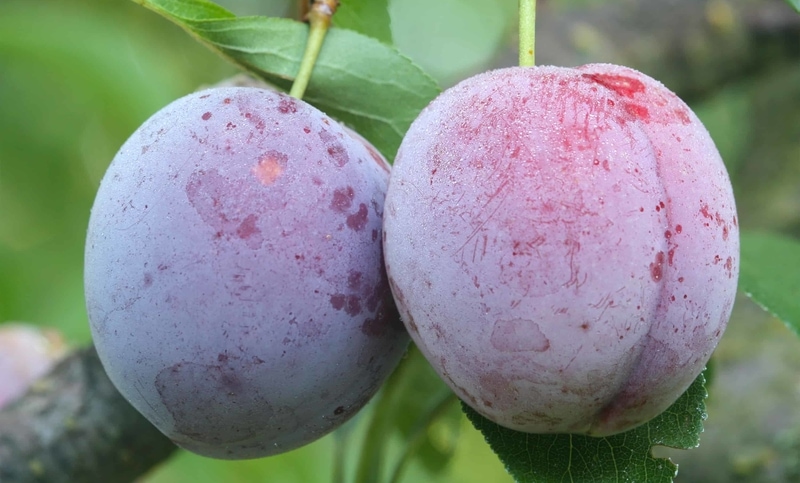 Testicular cancer
