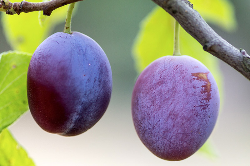 Signs of testicular cancer