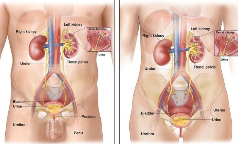 bladder