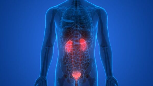 bladder