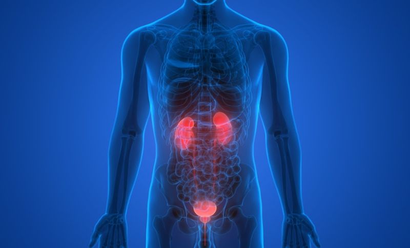 bladder