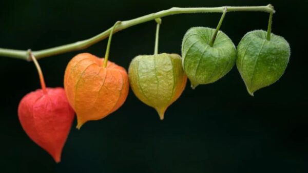 Robotic Cystectomy: The Modern Approach to Bladder Surgery